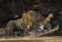 Onça-pintada mordendo o crânio de jacaré-do-pantanal é um dos destaques em prêmio internacional de fotografia