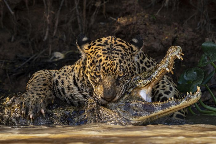 Ian Ford / Wildlife Photographer of the Year / Divulgação