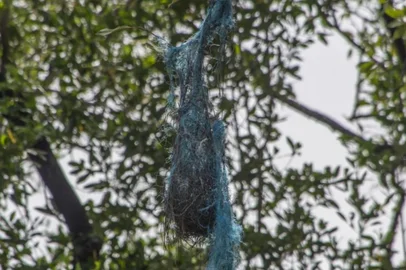 Os ecossistemas costeiros amazônicos enfrentam uma ameaça significativa devido à contaminação por plástico, representando um grande risco para a sua biodiversidade. O grupo de pesquisadores do Observatório do Lixo antropogênico Marinho-OLAMAR (vide portfólio em anexo) realizaram o primeiro registro de plásticos (linhas e cordas de pesca) incorporados em ninhos de Cacicus cela e Pitangus sulphuratus na costa do Amapá, Pará e Maranhão. O Trabalho completo intitulado “Plastic nests: The first record of the Yellow-rumped Cacique (Cacicus cela) and the Great Kiskadee (Pitangus sulphuratus) building nests with discarded fishing material on the Amazon Coast” serápublicado no Marine Pollution Bulletin, é a primeira evidência do uso de plásticos na construção de ninhos por Cacicus cela e Pitangus sulphuratus, popularmente chamados de japiim ou xéxeu, e bem-ti-vi, respectivamente. Durante 2023 e 2024foram registrados 15 ninhos construídos com cordas e linhas de pesca na costa amazônica brasileira, foi observada uma colônia de 12 ninhos no Estado do Amapá e um ninho no Pará para C. cela, e um ninho para P. sulphuratus no Maranhãodurante o trabalho de campo, abrangendo toda a Costa Amazônica brasileira. Esses ninhos foram observados à beira de manguezais, construídos com resíduos sólidos provenientes da atividade pesqueira, apontando como a poluição ambiental pode ser incorporada à fauna nesta questão. Os nossos registos enfatizam o efeito da poluição plástica em duas espécies da família de aves Passeriformes associadas às florestas de manguezais e a necessidade de medidas de conservação e de mais investigação.<!-- NICAID(15830013) -->