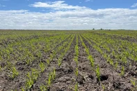 Tecnologia de bioinsumo no tratamento de sementes de arroz aumenta produção em lavouras do Rio Grande do Sul<!-- NICAID(16232584) -->