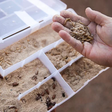 Anselmo Insect larvas: Últimas Notícias | GZH