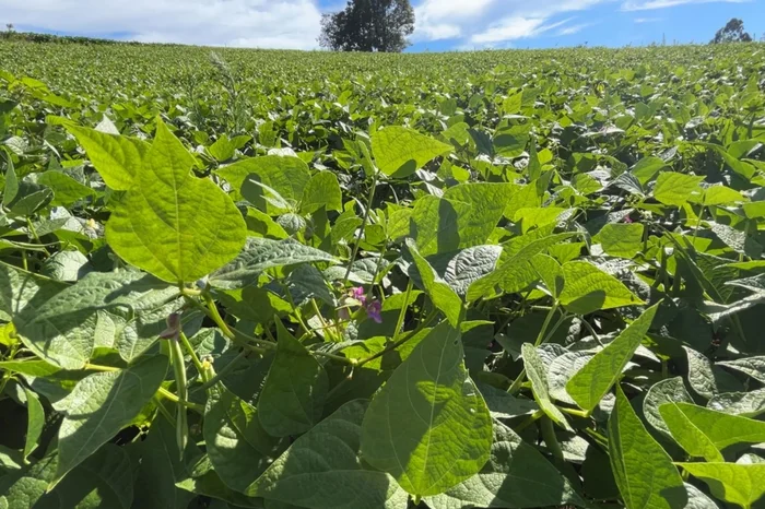 Emerson Carniel / Agencia RBS