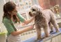 É preciso tosar os cães durante o verão? Especialista explica