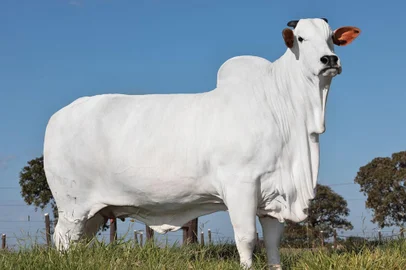 Um terço da propriedade da vaca Viatina-19 FIV Mara Móveis foi leiloado por R$ 6,99 milhões em 16 de junho de 2023. O animal pertence à Casa Branca Agropastoril, em co-propriedade com a Agropecuária Napemo<!-- NICAID(15460993) -->