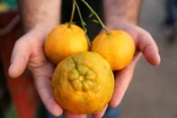 CAXIAS DO SUL, RS, BRASIL 19.05.2025. Após quebra na última safra, bergamota deve chegar mais saborosa e em maior quantidade na mesa dos consumidores da Serra. Expectativa para este ano é de uma produção cheia, de 16 mil toneladas, em 760 propriedades da região. Na foto, a fruta na Ceasa Serra. (Ulisses Castro / Agência RBS).<!-- NICAID(16040610) -->