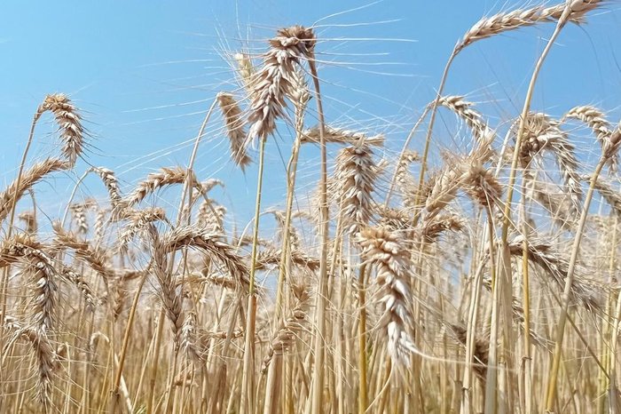 Deise Froelich / Emater-RS/Divulgação