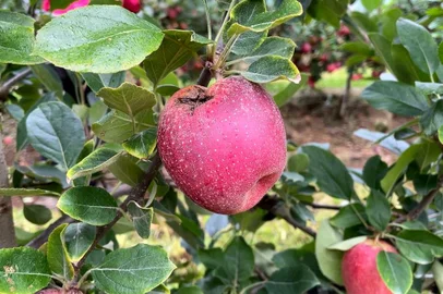 Colheita da maçã começa com expectativa de produção 30% menor que no ano passado, em Caxias do Sul. A propriedade da família do Valdir Scariot, localizada em Fazenda Souza, produz, em média, 500 toneladas da fruta por ano.<!-- NICAID(15664733) -->