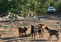 Prefeitura preocupada com o abandono de cerca de 40 cães na Vila Dique