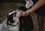 Deputados federais aprovam lei que proíbe centros de zoonoses e canis de matarem cães e gatos