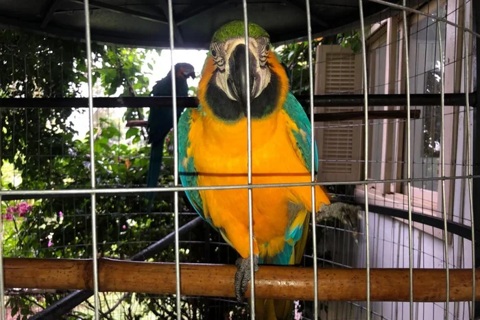 Batalhão Ambiental da Brigada Militar / Divulgação