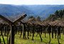 Vinícola da Serra lança concurso que vai premiar vencedor com vinhos por um ano inteiro 