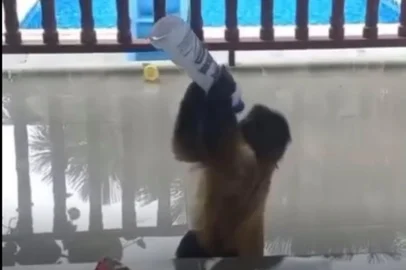 Macaco aterroriza moradores de cidade no Maranhão<!-- NICAID(15922797) -->