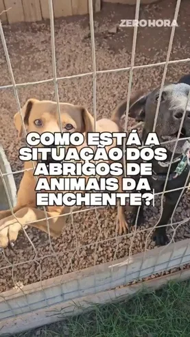 Como está um dos principais abrigos de animais da enchente?