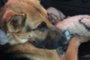 Uma cadela foi resgatada em situação grave de maus-tratos na tarde desta sexta-feira (1°) em Farroupilha. O animal foi encontrado em um mato na Rua Vêneto, bairro Vicentina, com o focinho amarrado por uma fita isolante e um ferimento na garganta. Quatro filhotes da mesma raça da cadela foram localizados enterrados. <!-- NICAID(15058341) -->