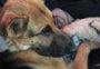 Cadela encontrada com focinho amarrado por fita isolante é resgatada em Farroupilha