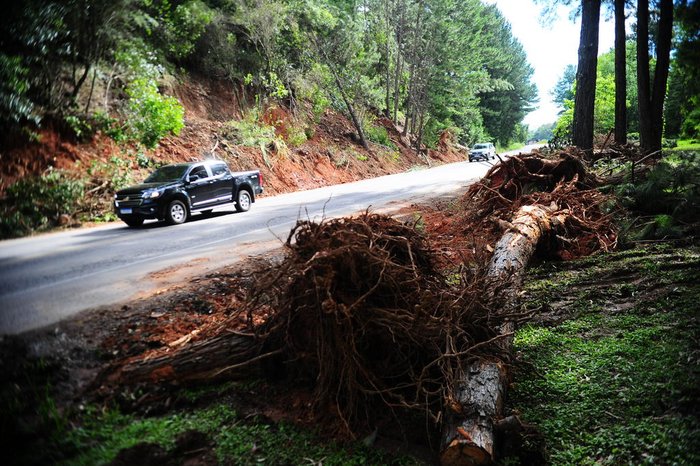 Pedaços de árvores deixados ao lado da via no km 159 da RS-453.