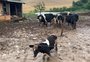 Erechim contabiliza mais de R$ 21 milhões em prejuízo na agricultura