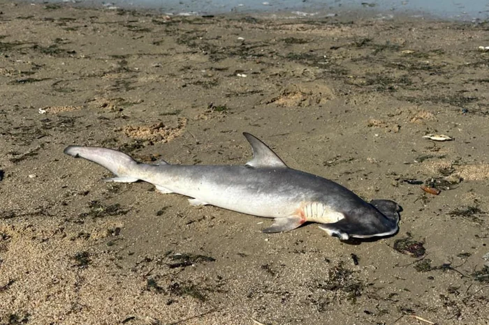 Reprodução / Pelotas Notícias