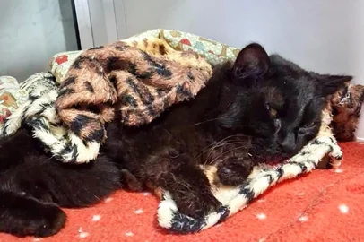 Um gato vítima de atropelamento na BR-470, em Bento Gonçalves, recebeu atendimento após ser resgatado por usuários da rodovia na tarde deste domingo (11). O animal foi levado à Unidade Operacional da Polícia Rodoviária Federal (PRF), onde recebeu os primeiros cuidados.<!-- NICAID(16385302) -->