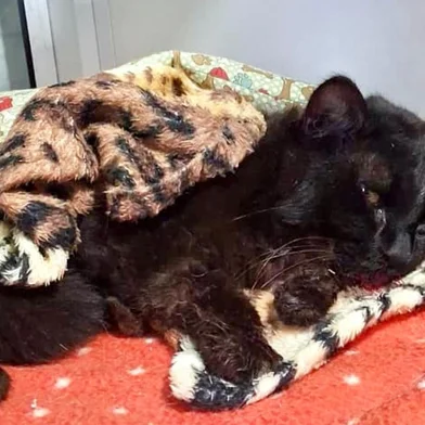 Um gato vítima de atropelamento na BR-470, em Bento Gonçalves, recebeu atendimento após ser resgatado por usuários da rodovia na tarde deste domingo (11). O animal foi levado à Unidade Operacional da Polícia Rodoviária Federal (PRF), onde recebeu os primeiros cuidados.<!-- NICAID(16385302) -->