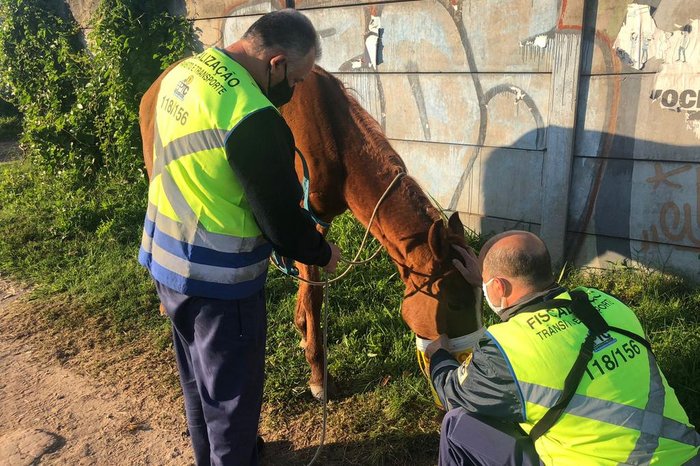 Motoristas relataram a presença dos animais por volta das 6h30min