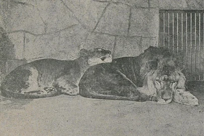 Em 1912, no ano de abertura, zoológico do Menino Deus<!-- NICAID(15639871) -->