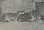 Leandro Staudt: veja como era o zoológico de Porto Alegre
