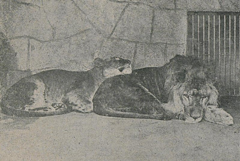 Em 1912, no ano de abertura, zoológico do Menino Deus<!-- NICAID(15639871) -->