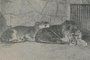 Em 1912, no ano de abertura, zoológico do Menino Deus<!-- NICAID(15639871) -->