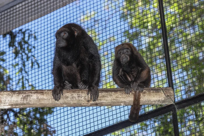 Ulisses Castro / Agencia RBS