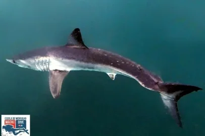 Um tubarão mako (Isurus oxyrinchus), espécie rara e ameaçada de extinção, foi avistado pela primeira vez no Brasil, entre a Praia de Ipanema e as Ilhas Cagarras, no Rio de Janeiro. <!-- NICAID(16003654) -->