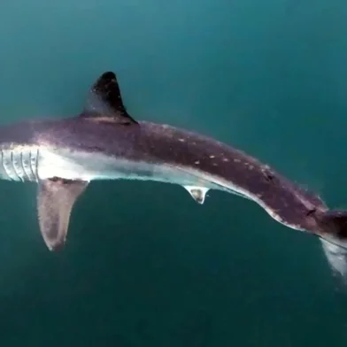 Um tubarão mako (Isurus oxyrinchus), espécie rara e ameaçada de extinção, foi avistado pela primeira vez no Brasil, entre a Praia de Ipanema e as Ilhas Cagarras, no Rio de Janeiro. <!-- NICAID(16003654) -->