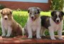 Uma raça de cachorro do Rio Grande do Sul