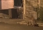 Puma é flagrado na área central de Gramado; prefeitura alerta que população evite tentar se aproximar do bicho