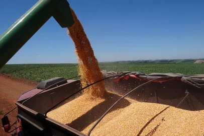 SANTA ROSA (RS): colheita avança na região de Santa Rosa, segundo a Emater<!-- NICAID(14053784) -->