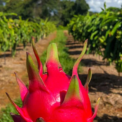 Cientistas desenvolvem cultivares de pitaya geneticamente superiores<!-- NICAID(15435711) -->