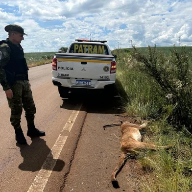 Onça-parda é atropelada às margens da RS-126 em Ibiaçá<!-- NICAID(15961875) -->