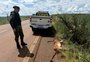 Onça-parda é atropelada às margens da RS-126 em Ibiaçá