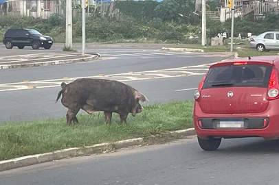 Porco da Severo Dullius: animal solto invade avenida da zona norte e gera risco aos motoristas. Foto: Guilherme Milman / Agencia RBS<!-- NICAID(16022444) -->