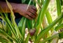Esgotamento de recurso público para financiamento rural é tendência, entende setor