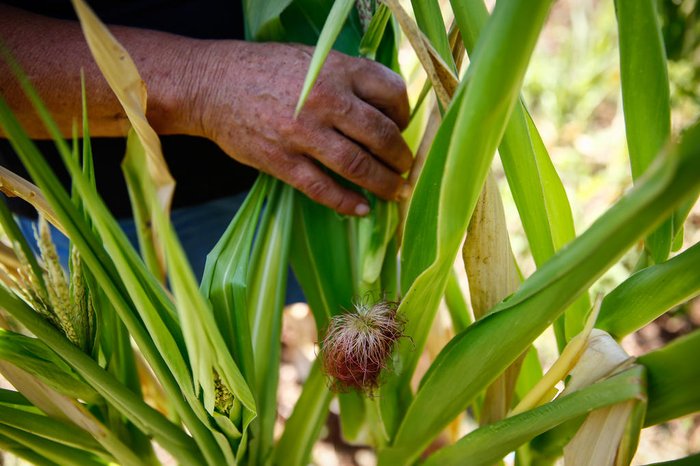 André Ávila / Agencia RBS