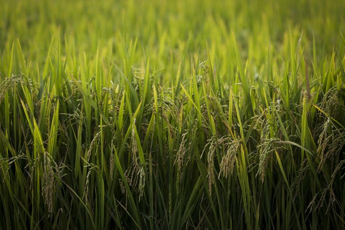 Mateus Bruxel / Agencia RBS