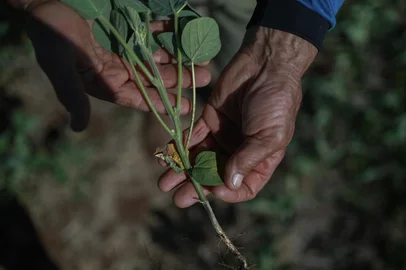 Pinhal Grande, RS, Brasil, 20-01-2025: Estiagem na região central do Rio Grande do Sul prejucida a produção de soja. Foto: Renan Mattos / Agência RBS<!-- NICAID(15958311) -->