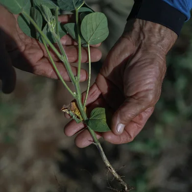 Pinhal Grande, RS, Brasil, 20-01-2025: Estiagem na região central do Rio Grande do Sul prejucida a produção de soja. Foto: Renan Mattos / Agência RBS<!-- NICAID(15958311) -->