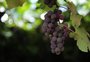 Abertas as inscrições para o concurso de uvas da Festa da Uva, em Caxias do Sul