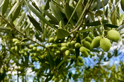 Experiência em Viamão é oferecida neste sábado (26), na terça de Carnaval (1) e em outros três dias de março: 6, 12 e 13.<!-- NICAID(15026761) -->