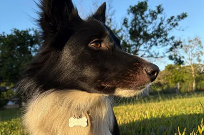 Cão fica desaparecido após fugir de petshop no bairro Moinhos de Vento<!-- NICAID(16017737) -->