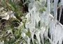 Frio intenso transforma jardim em escultura de gelo em Soledade; assista ao vídeo