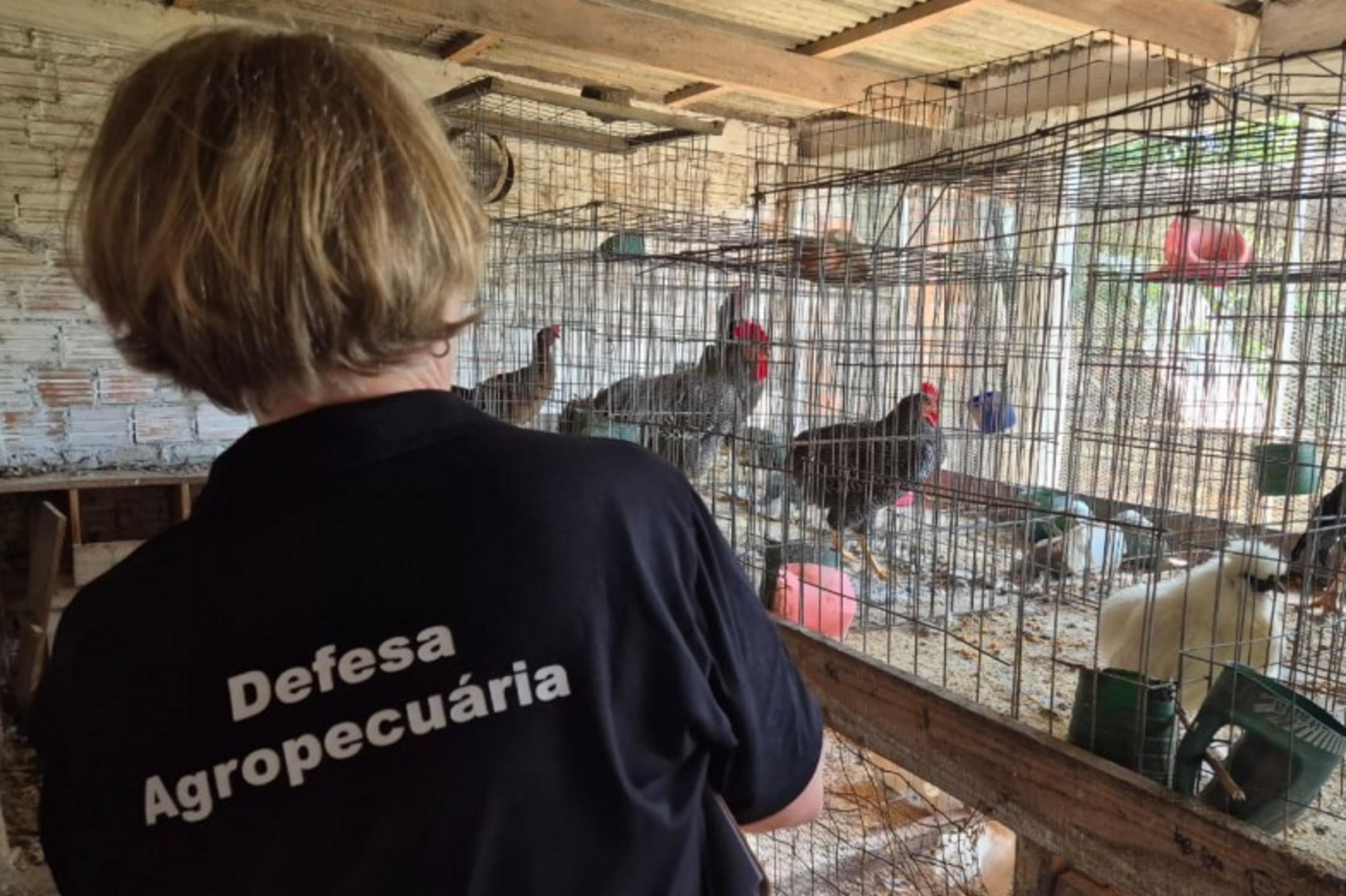 Monitoramento sanit&aacute;rio &eacute; conclu&iacute;do no entorno do Taim ap&oacute;s detec&ccedil;&atilde;o de gripe avi&aacute;ria