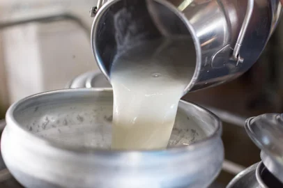 Worker pouring milk into a container for transform.Fonte: 139104947<!-- NICAID(15218243) -->
